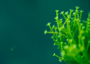 Microalgae emerge as the engine of a sustainable blue bioeconomy