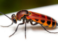 Microbes May Hold the Key to Protecting Crops from Insect Pests