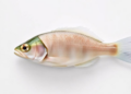 Microplastics and BPA Together Weaken Fish Antiviral Defenses Through Oxidative Stress
