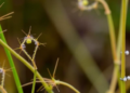 Molecular Gatekeepers: How RNA-Binding Proteins Awaken Parasitic Weed Seeds