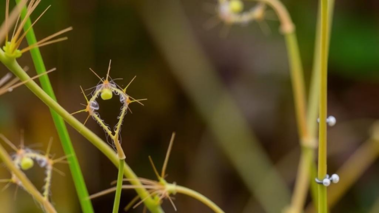 Molecular Gatekeepers: How RNA-Binding Proteins Awaken Parasitic Weed Seeds