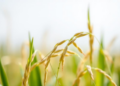 Molecular Switch Team Discovered That Decides When Rice Seeds Wake Up