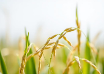 Molecular Switch Team Discovered That Decides When Rice Seeds Wake Up