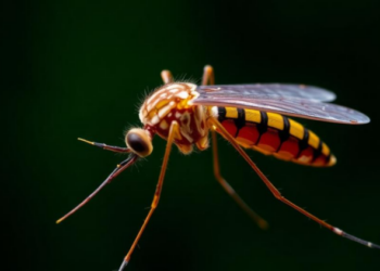 Mosquito Genomes Hide Dramatic Diversity Behind Identical Chromosome Counts