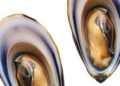 Mussel Gills Host a Year-Round Core Microbiome Shaped by Resident and Transient Microbes