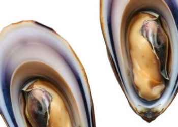 Mussel Gills Host a Year-Round Core Microbiome Shaped by Resident and Transient Microbes