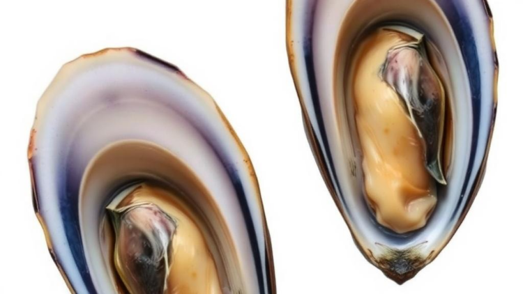 Mussel Gills Host a Year-Round Core Microbiome Shaped by Resident and Transient Microbes