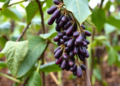 Neural Networks Learn to Spot Champion Bean Varieties Before Farmers Do