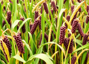New Black Gram Variety Mash 878 Delivers Double-Digit Yield Gains Across India’s North West Plain Zone
