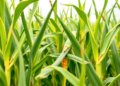 New Maize Hybrids Beat Fall Armyworm and Outyield Top Commercial Checks in Nigeria
