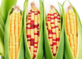 New Multi-Trait Indexes Pinpoint Four Standout Corn Inbred Lines for Future Breeding