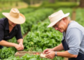 New National Mentorship Network Aims to Bring US Farmers Into Organic