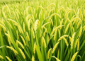 New Web Tool Turns Rice Genome Data into Instant Haplotype Maps and Breeding Markers