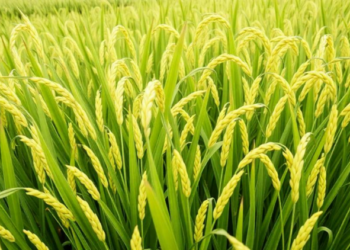 New Web Tool Turns Rice Genome Data into Instant Haplotype Maps and Breeding Markers