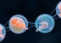 New computational benchmark reveals how closely lab-grown embryo models match real human development