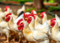 Nigerian Poultry Farmers Largely Unaware of Worm Threats, Survey Finds