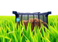 Nitrogen Storage Protects Rice Until the Air Returns, Study Finds