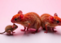 One Drug, Three Species: Direct AMPK Activation Extends Lifespan Across Evolution