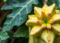 One Gene Shapes Gourds: BhYAB2 Emerges as a Master Switch for Fruit and Leaf Form