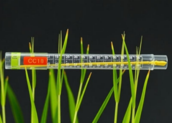 One Tube, Six Genes: Multiplex PCR Speeds Up Climate-Resilient Rice Breeding