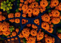 Open-Source Python Toolbox Turns Drone Images into Plant Fluorescence Maps