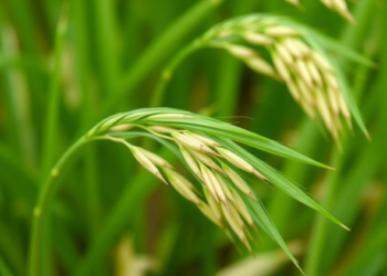 Order Matters: Simulations Reveal How to Pair Genomic Prediction with Selection Indices for Better Rice Breeding