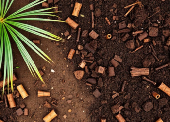 Palm Waste Biochar and Compost Team Up to Supercharge Depleted Tropical Soils