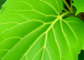 Papaya Leaves Yield a Dual-Purpose Nanomaterial That Purifies Water and Fights Cancer Cells