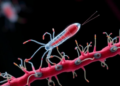 Parasite Adhesion Receptor Emerges as Drug Target in Schistosomiasis Study