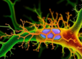 Parasite Kinase on the Endoplasmic Reticulum Revealed as a Master Switch for Calcium, Motility and Virulence