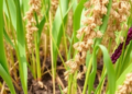 Perennial Sorghum Study Maps Exploratory Genomic Signals Behind Rhizome Growth