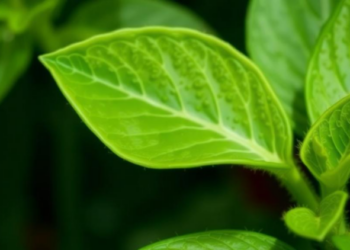 Plant Hormone Turns a Bacterial Pathogen’s Own Language Against It