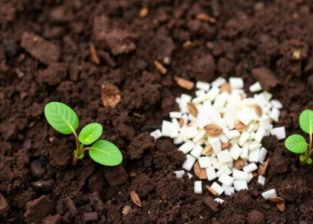 Plant Tannins Reshape Soil Minerals Into Super Fertilizers That Boost Crops