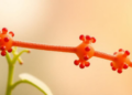 Plant hormones unlock a sugar-making enzyme by blocking its phosphorylation brake