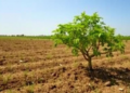 Planting Trees on Farmland, Not Grassland, Unlocks China’s Soil Carbon Bonanza