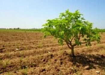 Planting Trees on Farmland, Not Grassland, Unlocks China’s Soil Carbon Bonanza