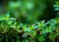 Plants and Microbes Emerge as Green Factories for Making Nanoparticles
