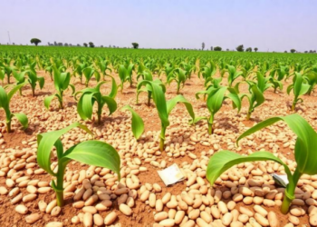Poultry Manure and Smart Genotype Choices Boost Bambara Groundnut Yields in Burkina Faso