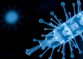 Protoplast Transfection Unlocks Rapid Engineering of Heat-Loving Phage TP-84