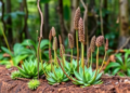 Rainforest Herbs With Succulent Stems Reveal How Plants Survive Drought at the Forest’s Dry Edge