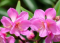 Rare Double Flowers Found Twice in Alpine Rhododendron Suggest Parallel Evolution