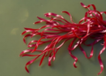 Red Seaweed Grows Eightfold in Brackishwater Raft Trial, Boosting Coastal Livelihoods
