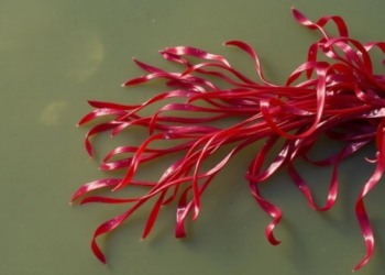 Red Seaweed Grows Eightfold in Brackishwater Raft Trial, Boosting Coastal Livelihoods