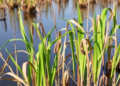 Reeds Reveal Hidden Biochemical Tactics for Recycling Nutrients in Drying Wetlands