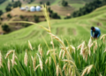 Rice Genotypes Ranked for Stability Across India’s Himalayan Hill Farms