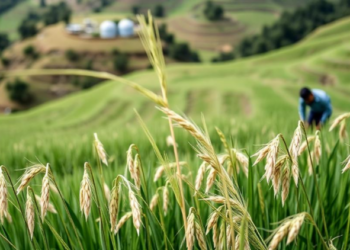 Rice Genotypes Ranked for Stability Across India’s Himalayan Hill Farms