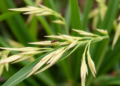 Rice Leaves Sound the Alarm Within Minutes: New Map Reveals How Wounds Rewire Plant Defenses