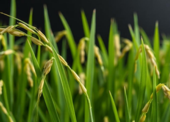 Rice Plants Broadcast Their Defenses as Electrical Signals Scientists Can Now Read