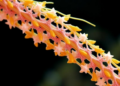 Rice protein OsCBSX3 flips a molecular switch between growth and immunity