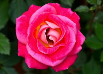Rose Genome Study Reveals Chromosome 2 Locus Governing Agrobacterium Gene Transfer